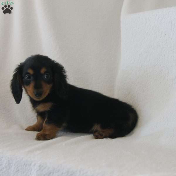 Jenny, Dachshund Puppy
